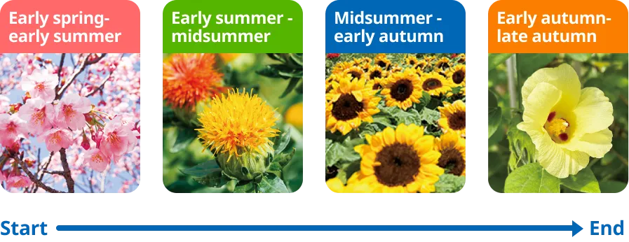 An image depicting the transition from the opening to the closing of the flower festival