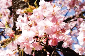 花や緑が彩るイメージ2