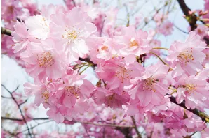 花や緑が彩るイメージ3