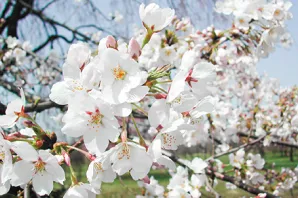 花や緑が彩るイメージ4