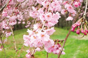 花や緑が彩るイメージ6