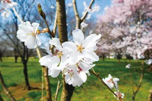 花や緑が彩るイメージ7