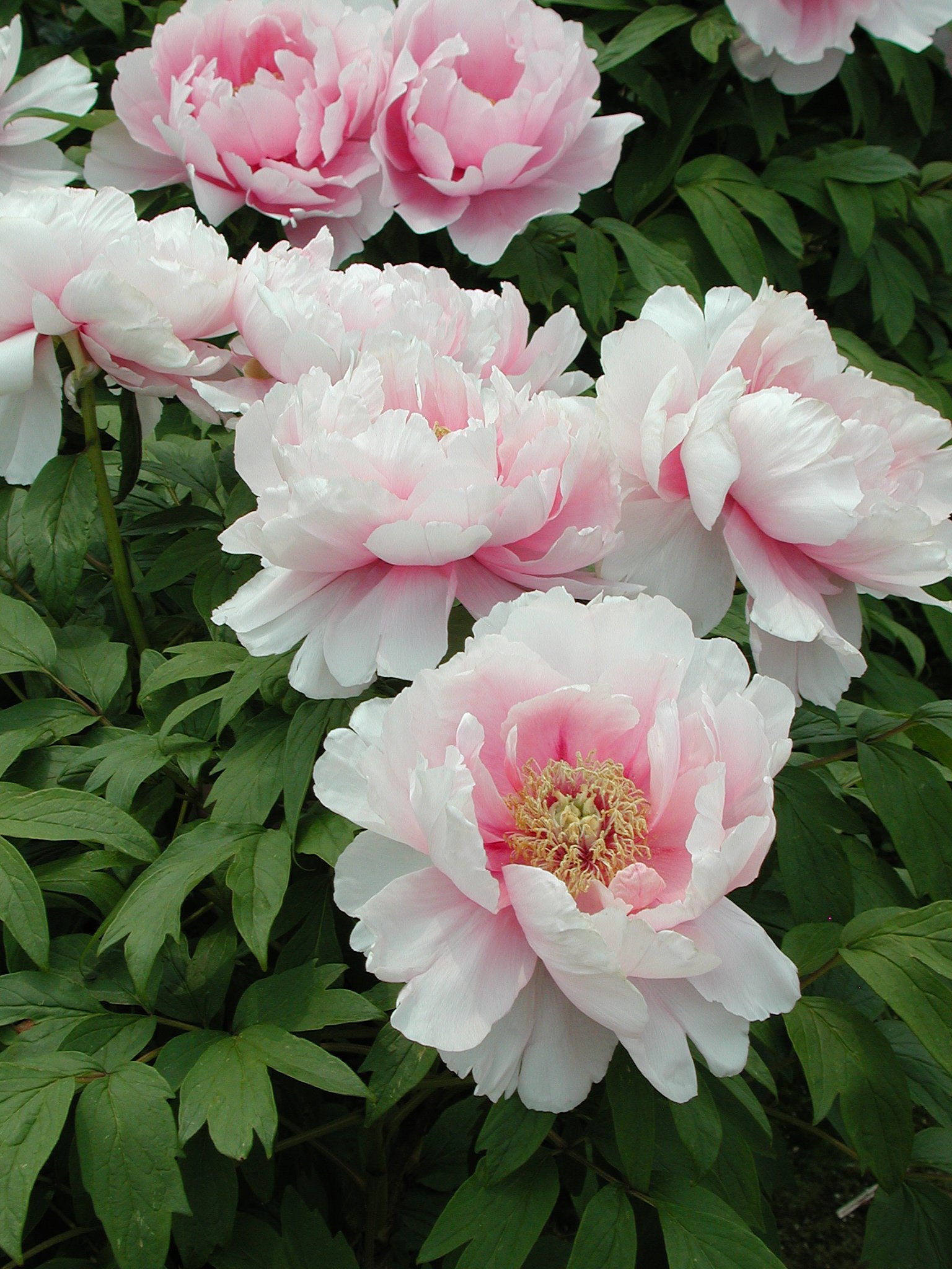 村松桜（ぼたん）