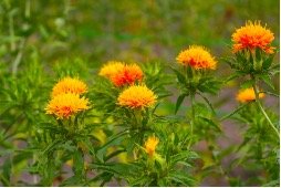 紅花