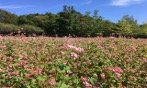 満開の赤ソバ