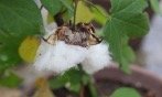 綿の花