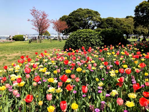 Combinations of spring flower bulbs in Yamashita Park(as of Apr 9, 2022)