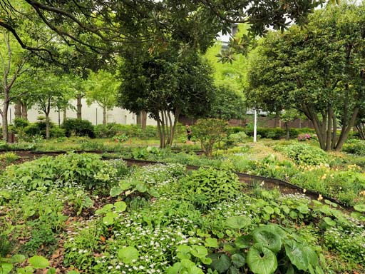 Naturalistic garden with perennials in Yamashita Park(as of Apr 17, 2022)