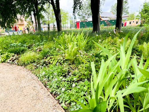 山下公園で育ったミヤコワスレも開花(6月6日)