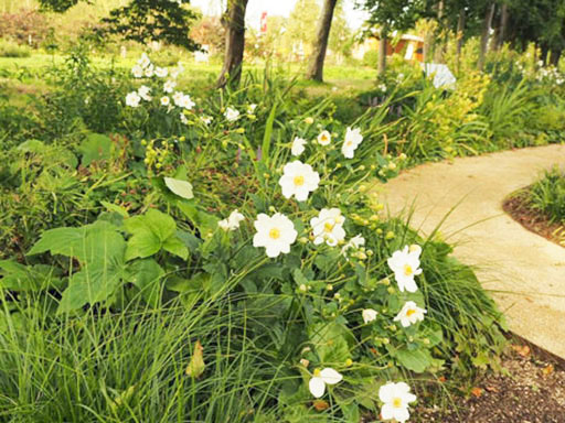 シュウメイギクの咲く秋の里帰り花壇(9月中旬)